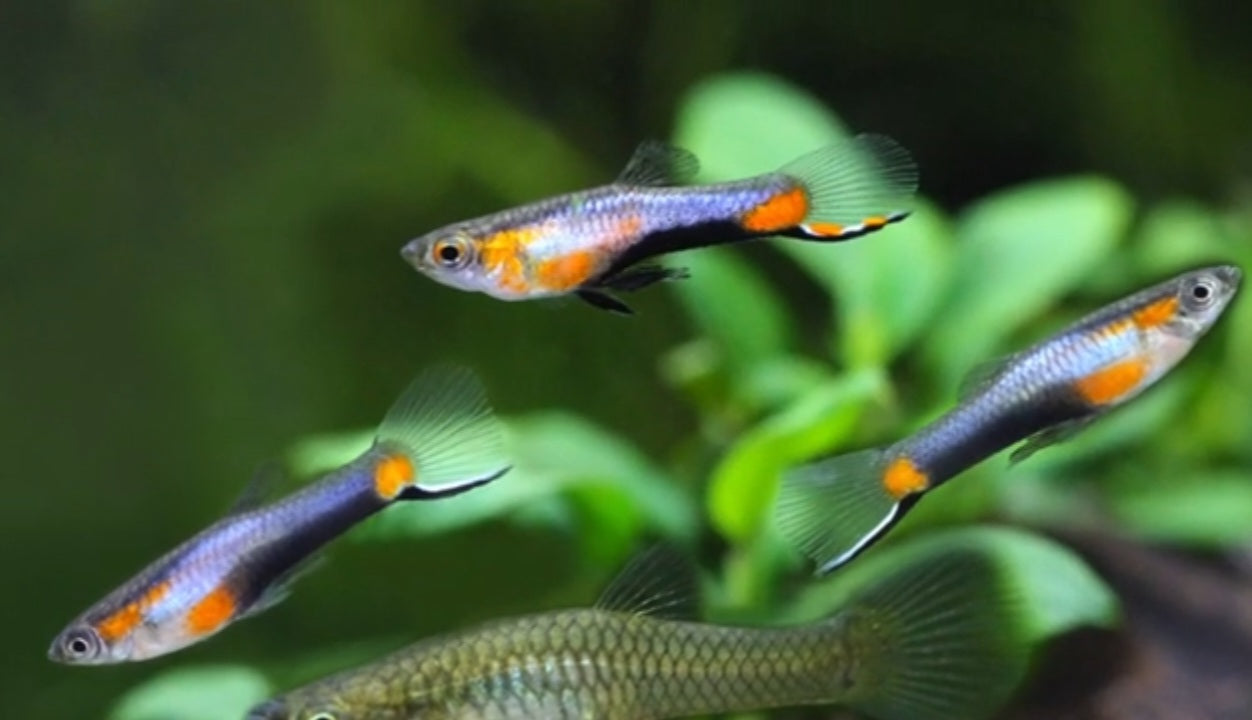 French Blue Star Endler *EBA Certified*