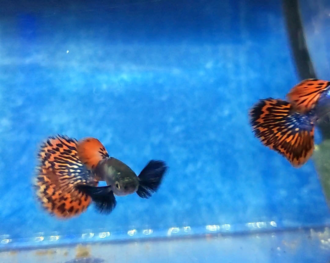 Platinum Dumbo Redtail Mosaic