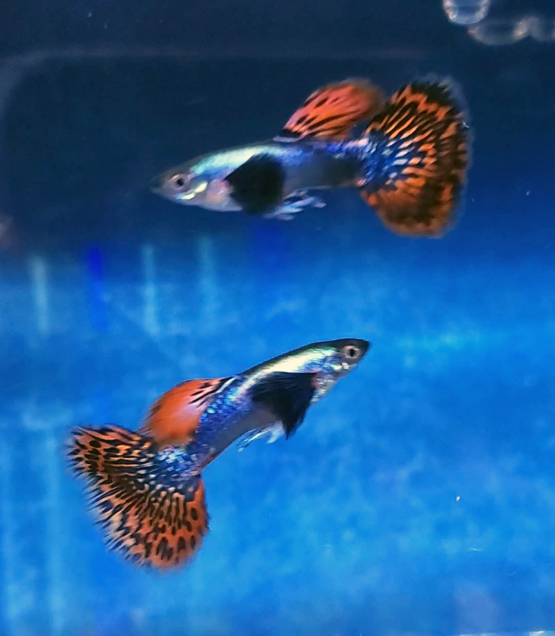 Platinum Dumbo Redtail Mosaic