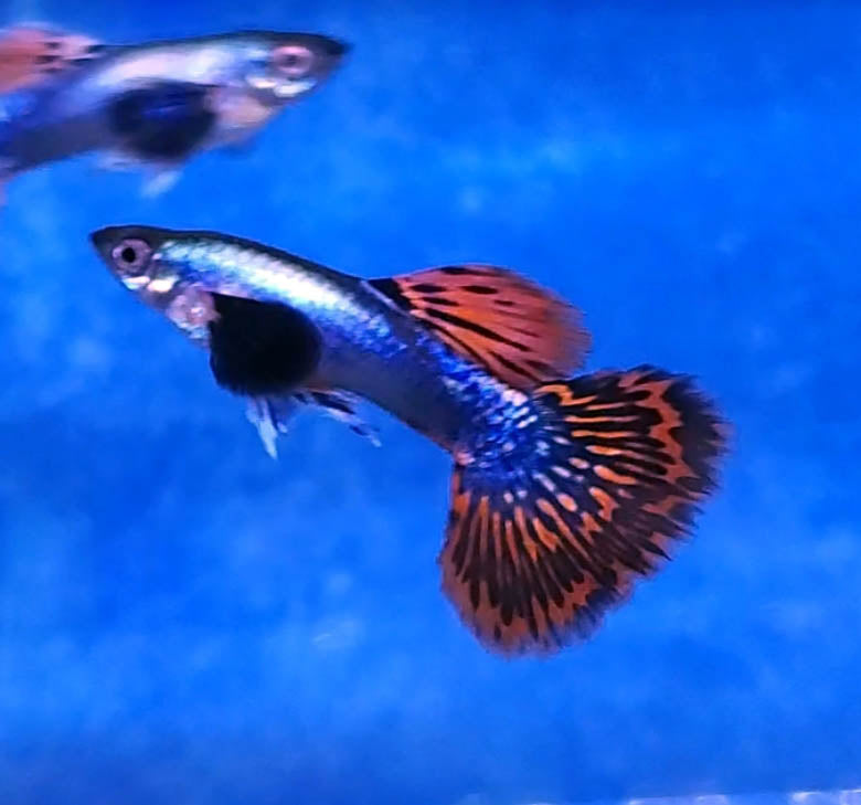 Assorted Fancy Guppy "Discounted"