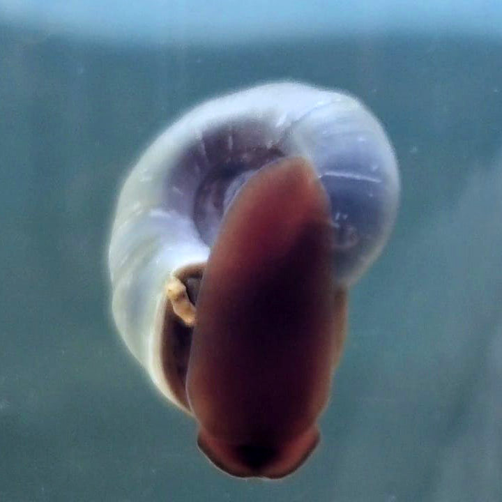 Blue Ramshorn Snails