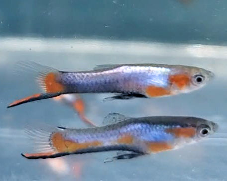 French Blue Star Endler *EBA Certified*