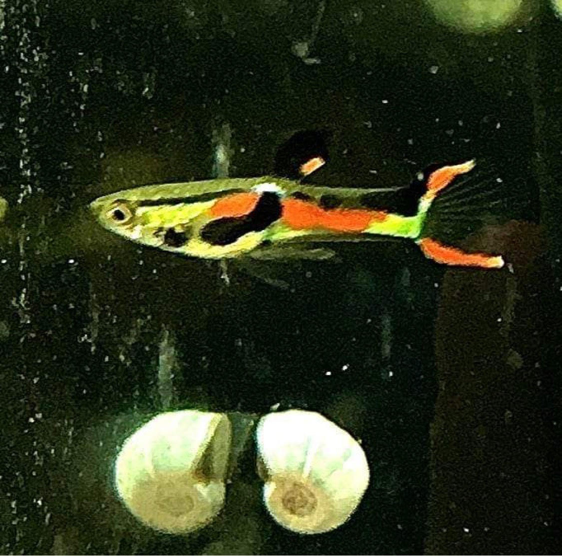Assorted Endlers "Discounted"