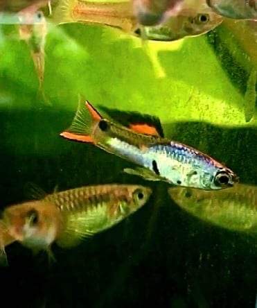 Assorted Endlers "Discounted"