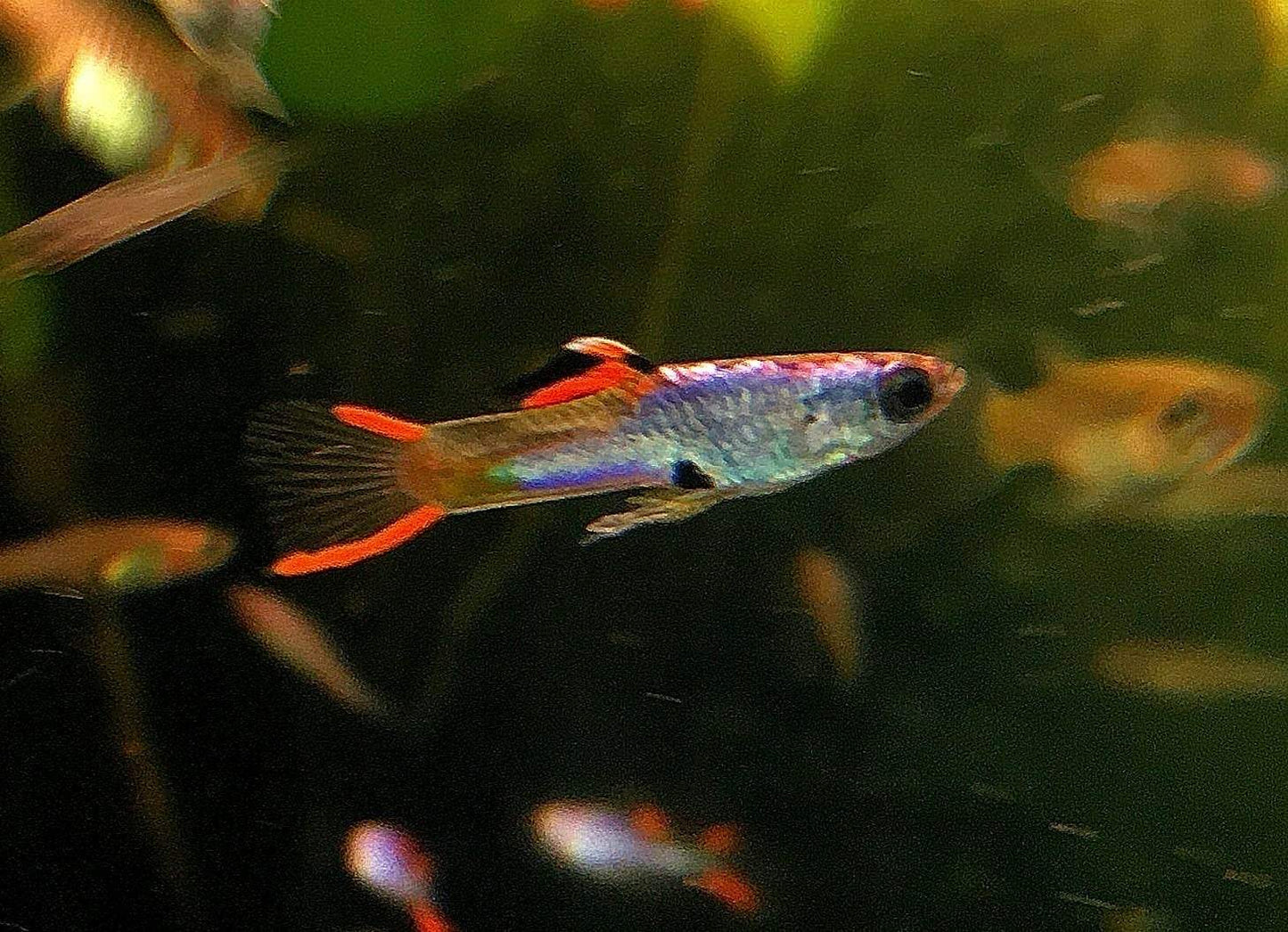 Genuine Campoma, Silverado Endler *EBA Certified*