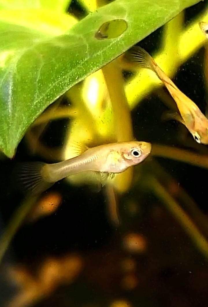 Genuine Campoma, Blonde El Tigre Endler *EBA Certified*