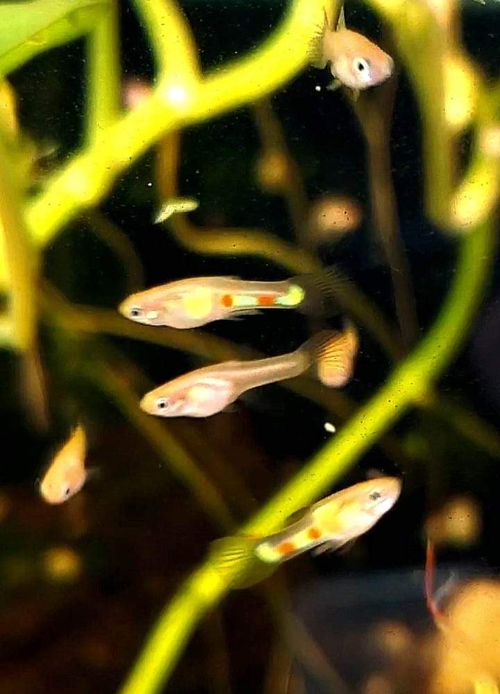 Genuine Campoma, Blonde El Tigre Endler *EBA Certified*