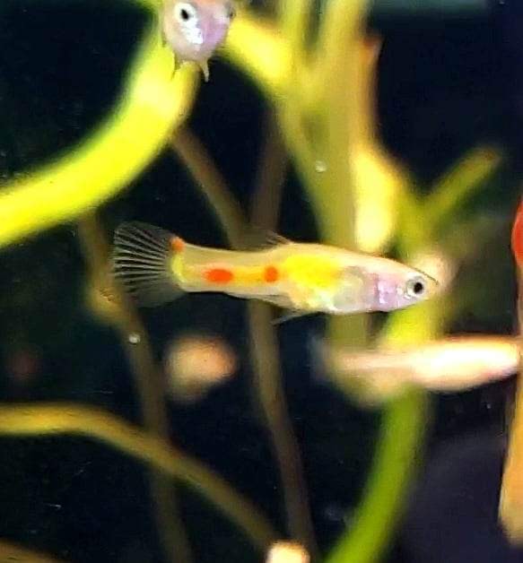 Genuine Campoma, Blonde El Tigre Endler *EBA Certified*