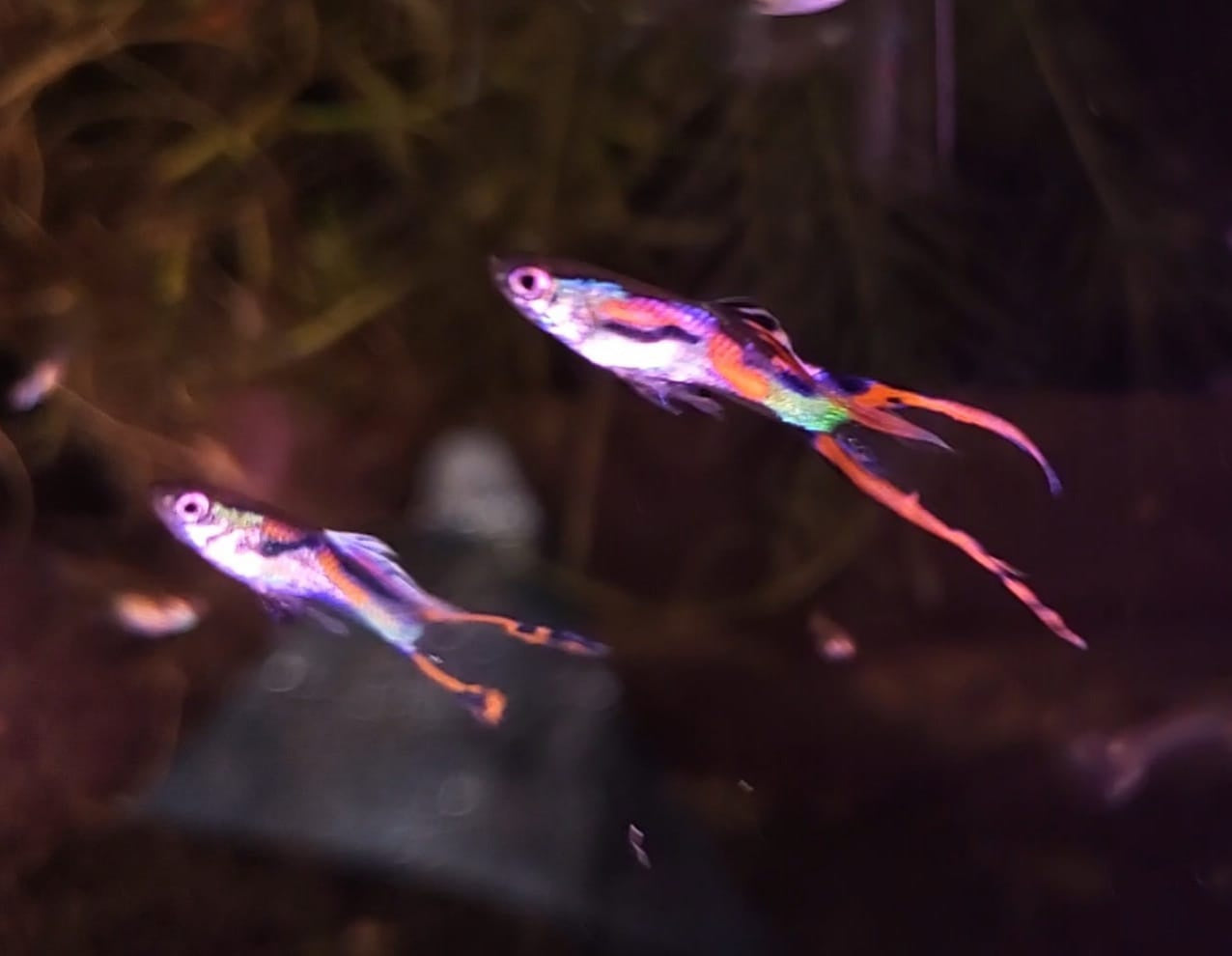 ORIGINAL, Red Asian Lyretail Endler