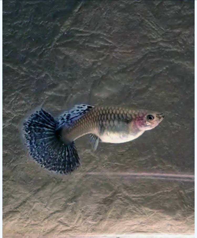 Platinum Dumbo Redtail Mosaic