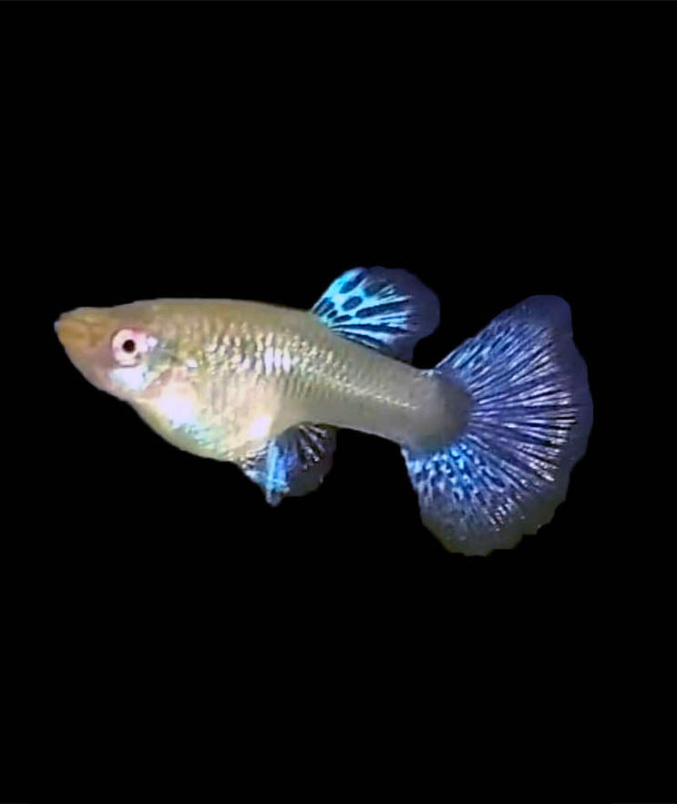 Platinum Dumbo Redtail Mosaic