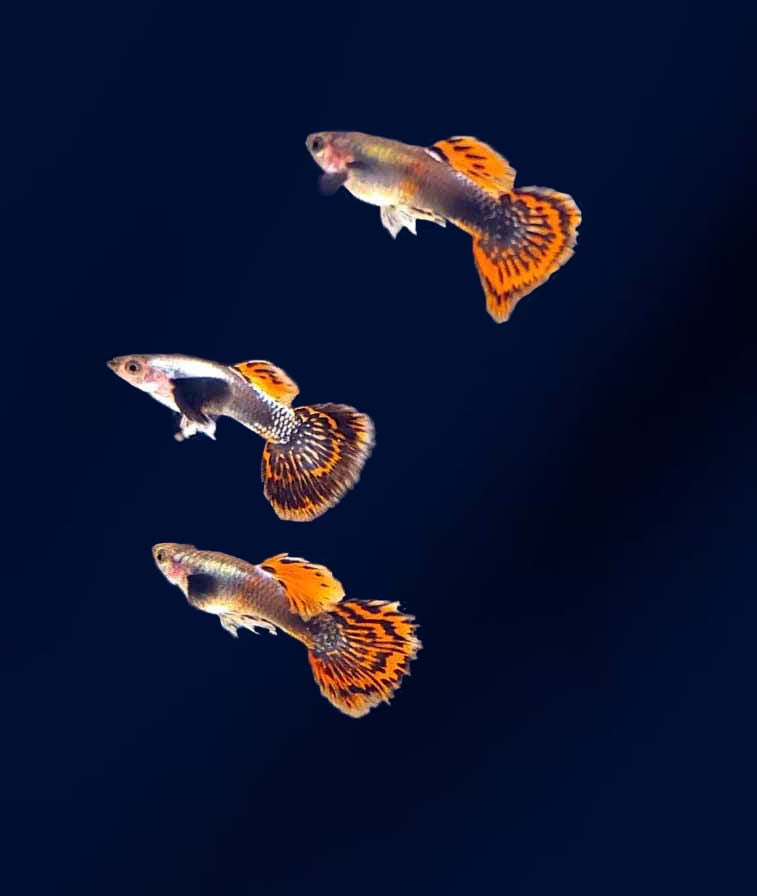 Platinum Dumbo Redtail Mosaic