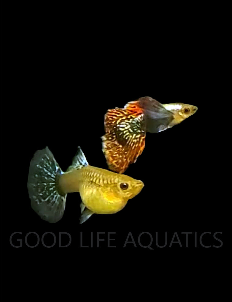 Platinum Dumbo Redtail Mosaic