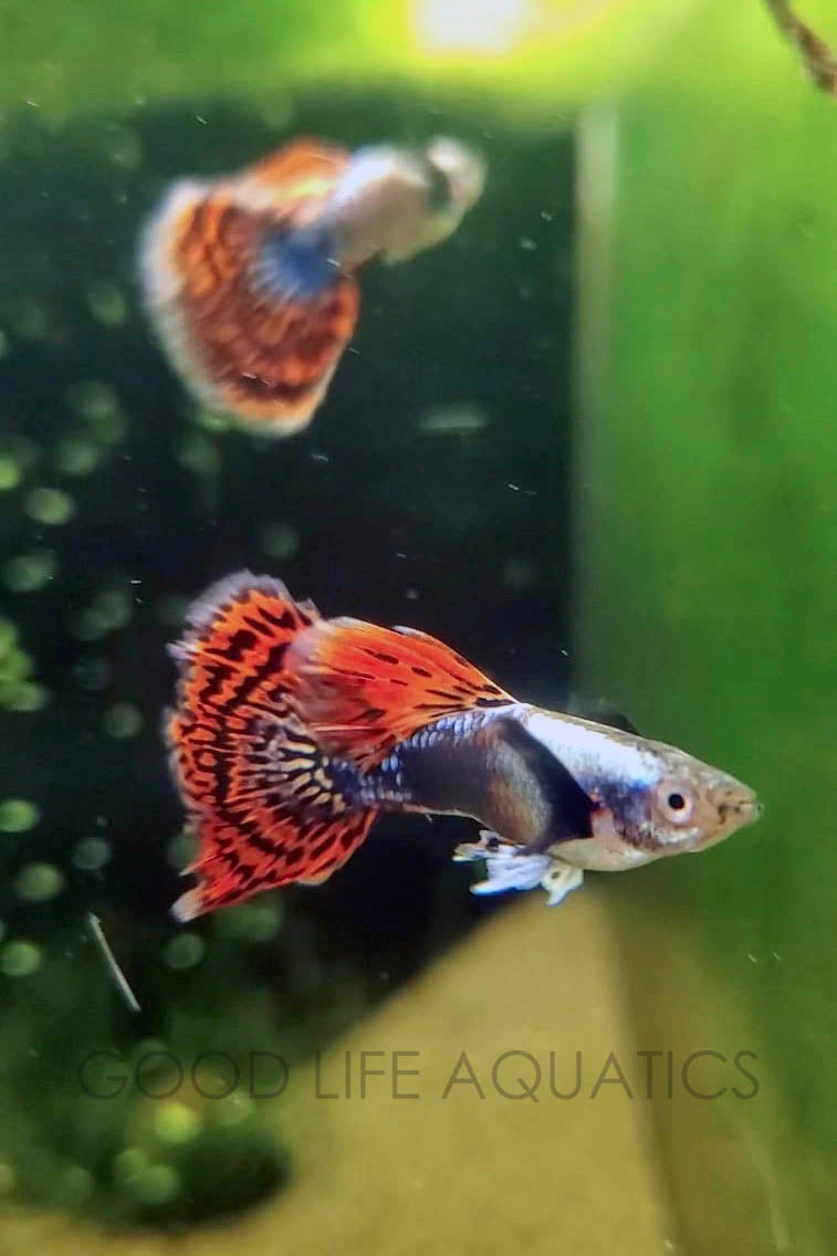 Platinum Dumbo Redtail Mosaic