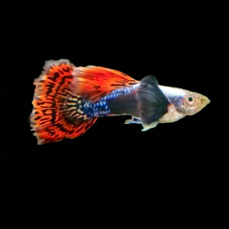 Platinum Dumbo Redtail Mosaic