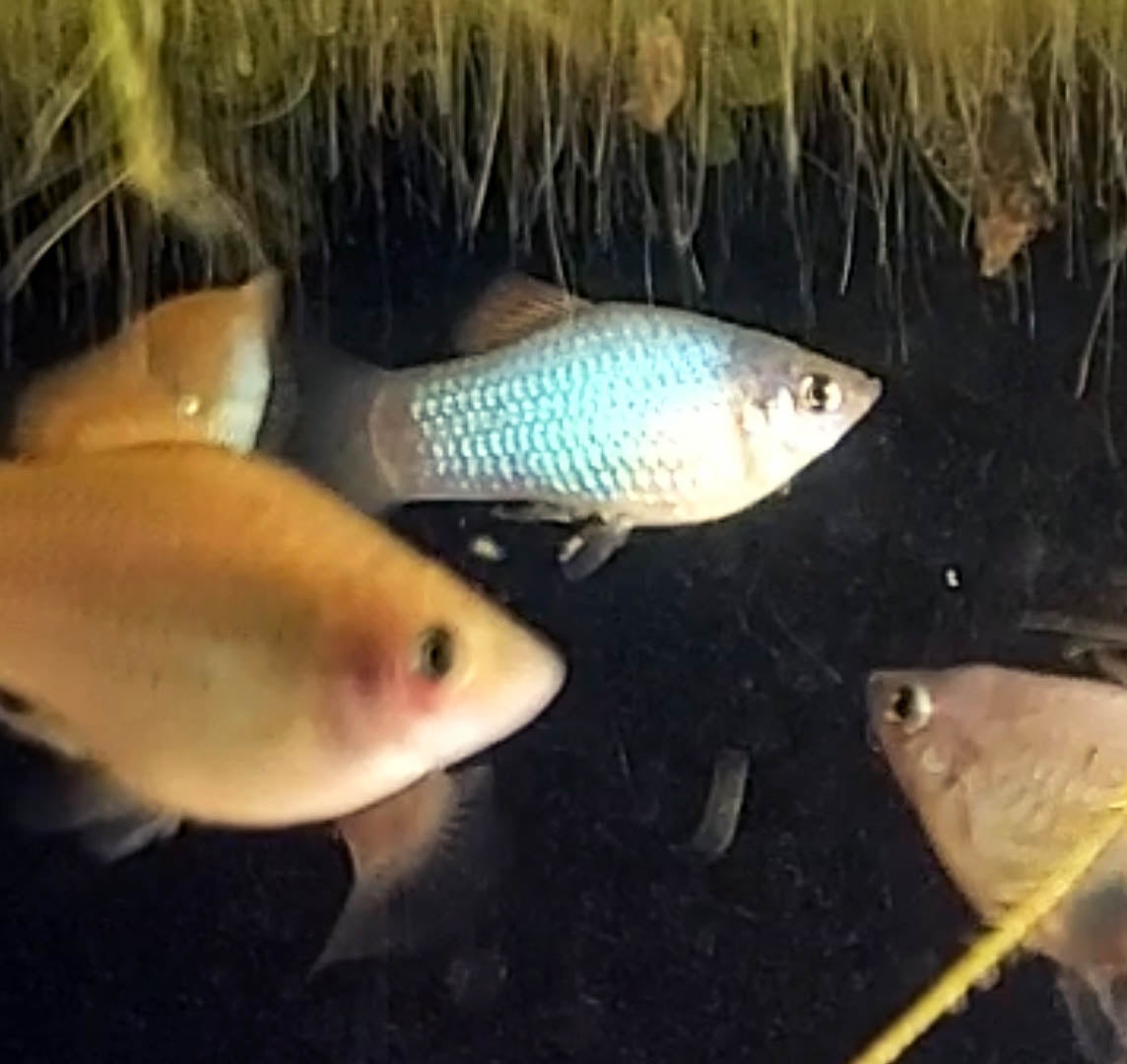 Assorted Platys "Discounted"