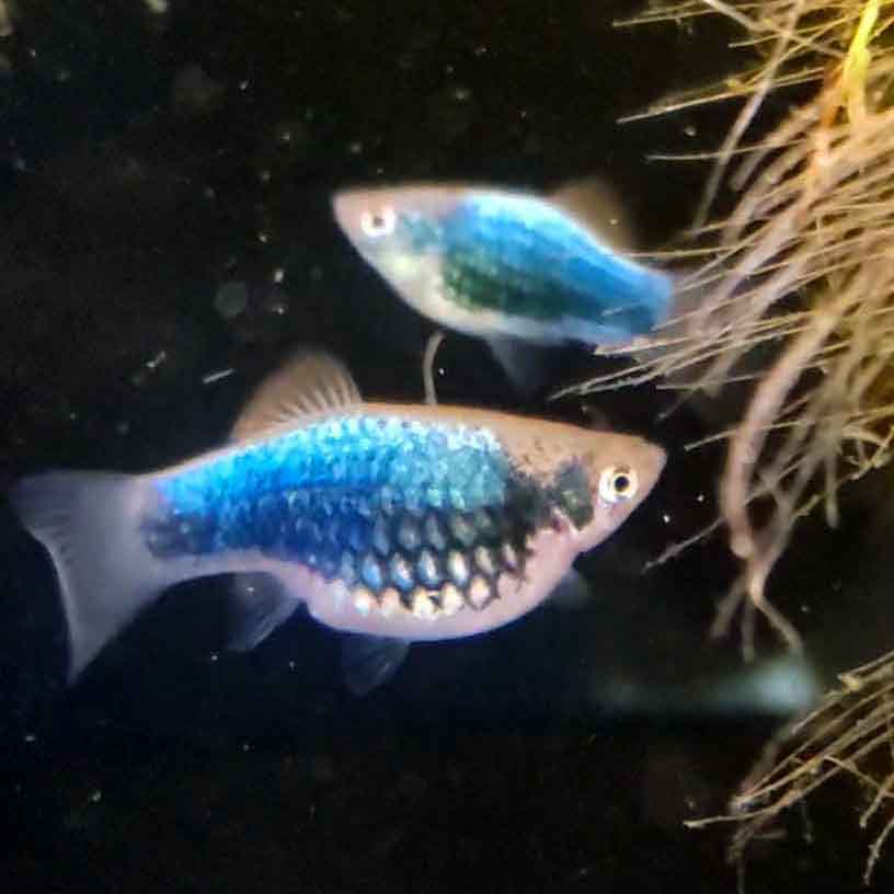 Assorted Platys "Discounted"