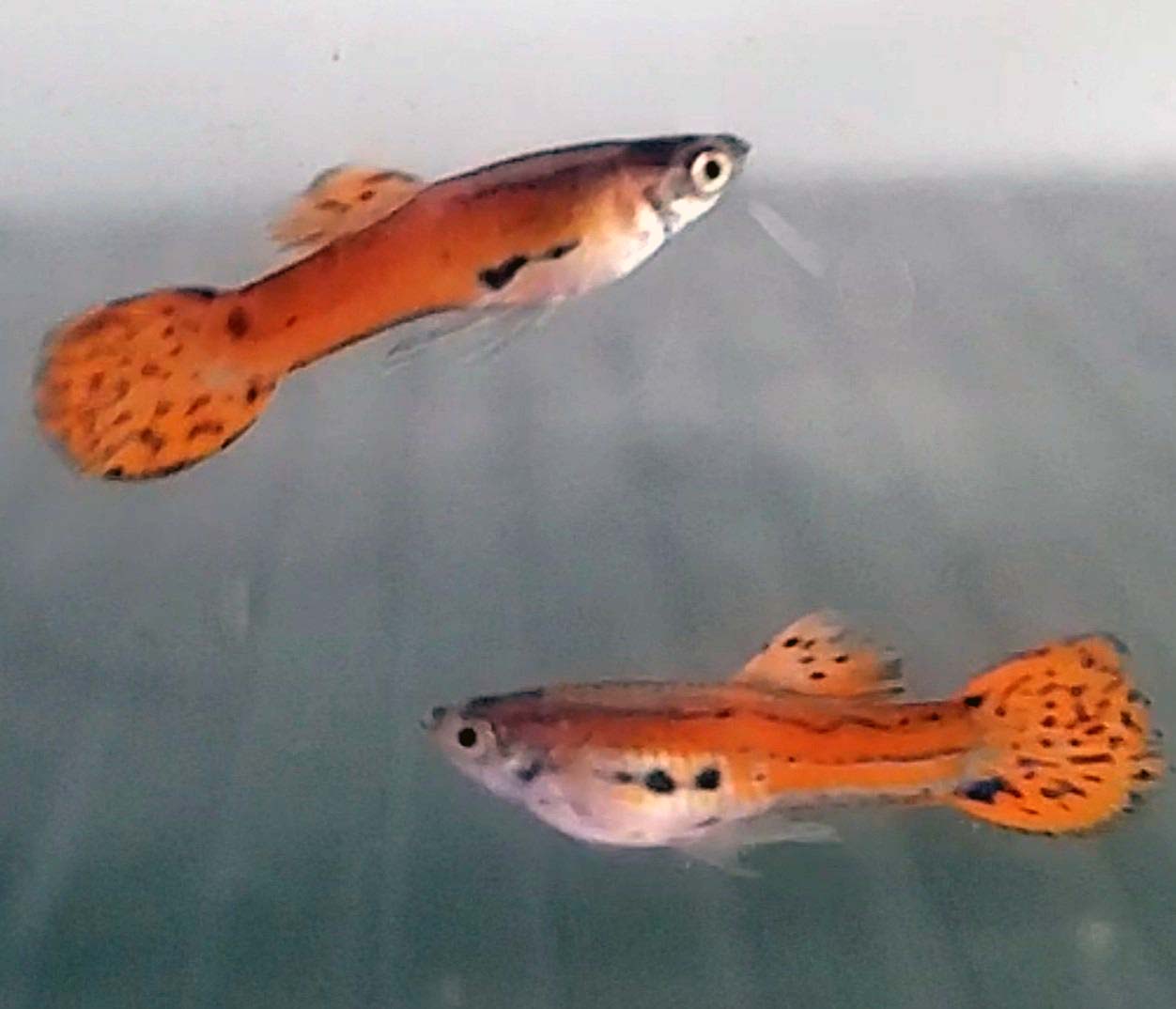 Red Asian Endlers