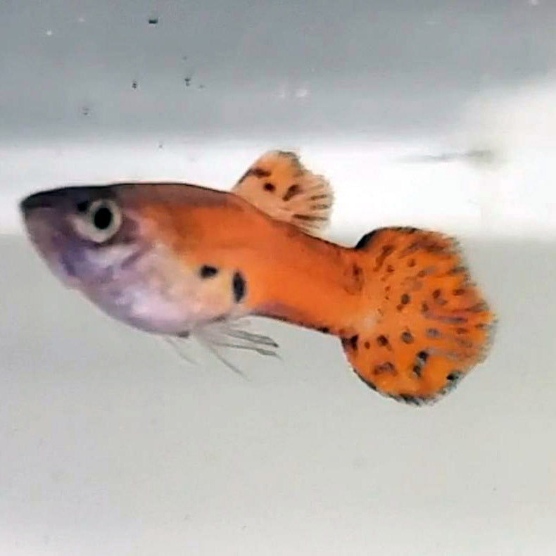 Red Asian Endlers