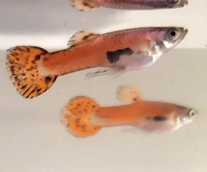 Red Asian Endlers