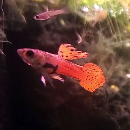 Red Asian Endlers