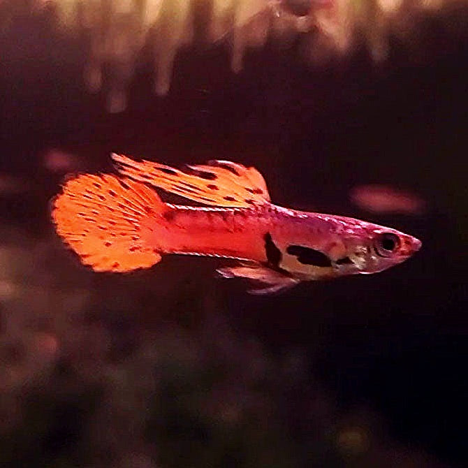 Red Asian Endlers
