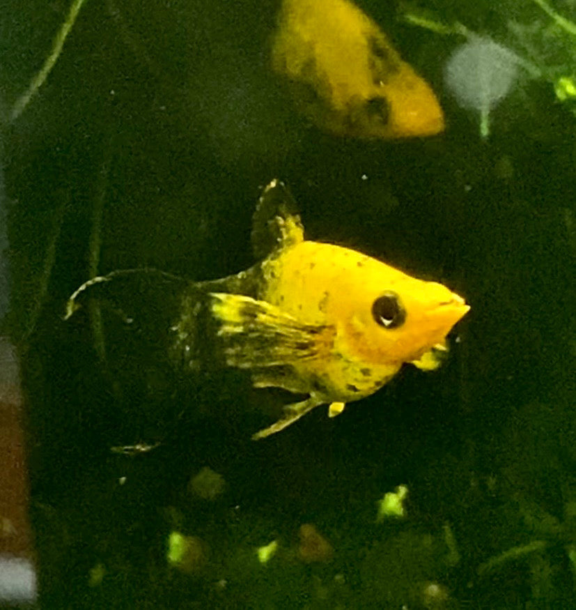 Molly – Good Life Aquatics
