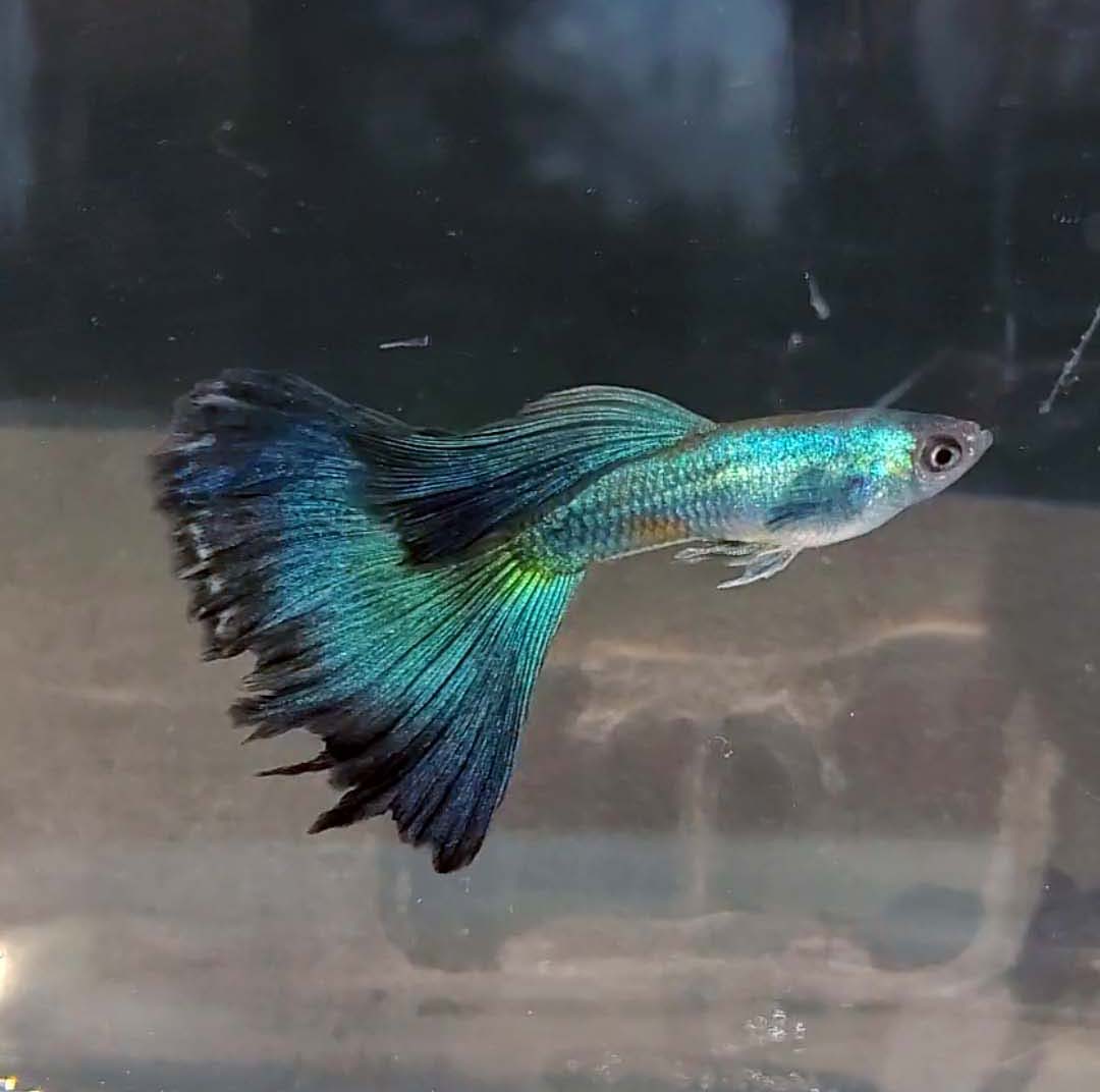 Guppies