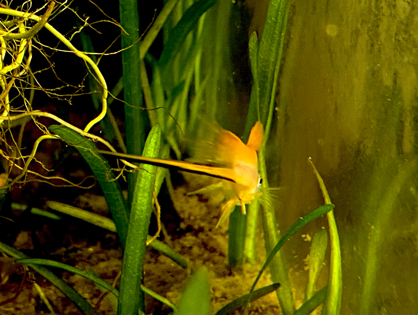 X. Helleri,  Neon Swordtail