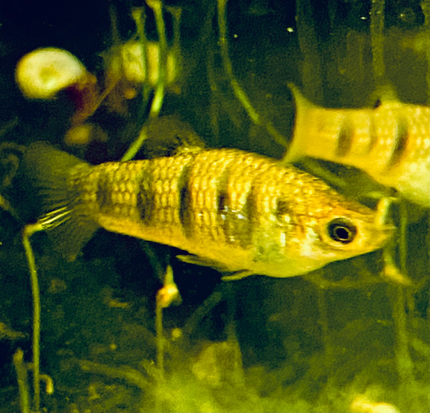 (Critically Endangered)  Tiger Limia (Limia islai)
