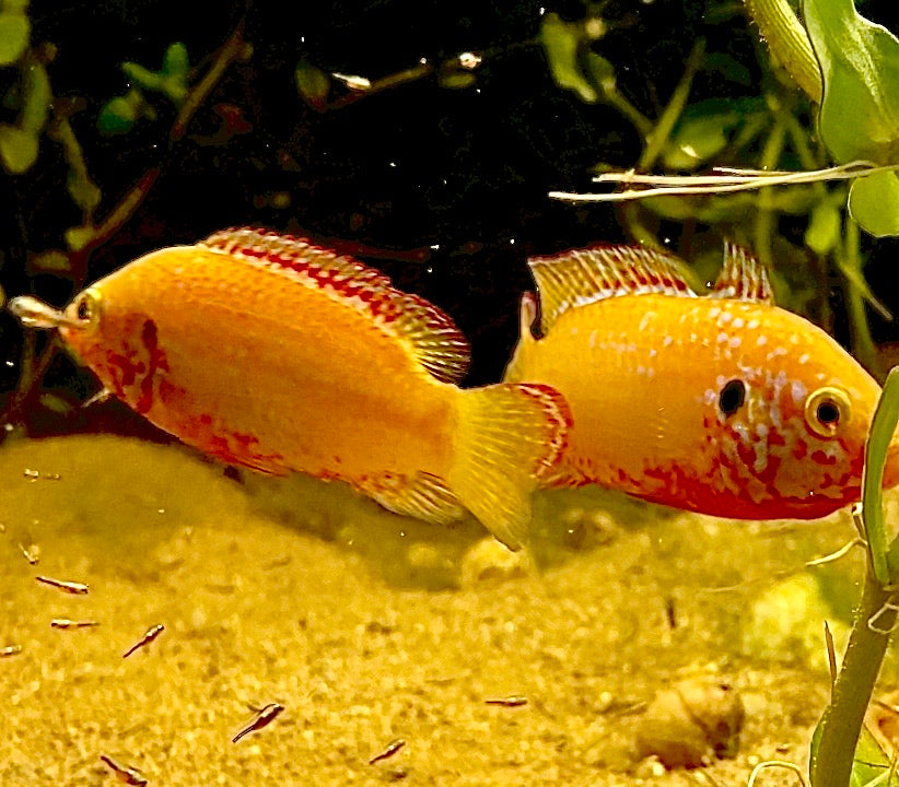 Golden Turquoise Jewel Cichlids