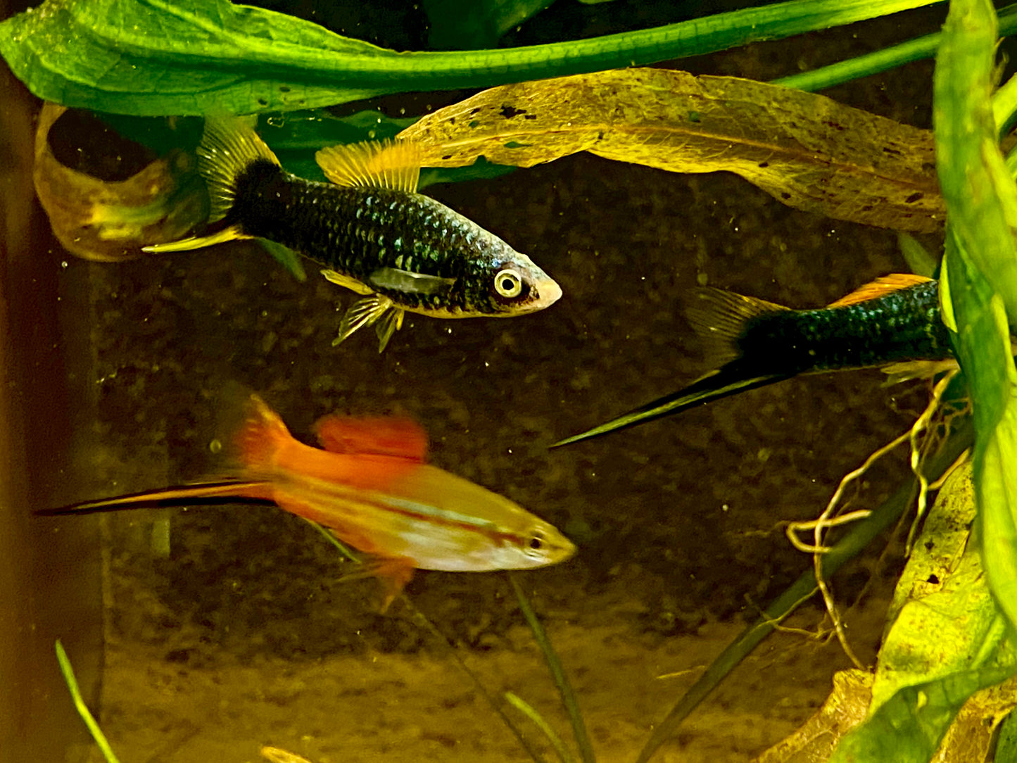 X. Helleri,  Neon Swordtail