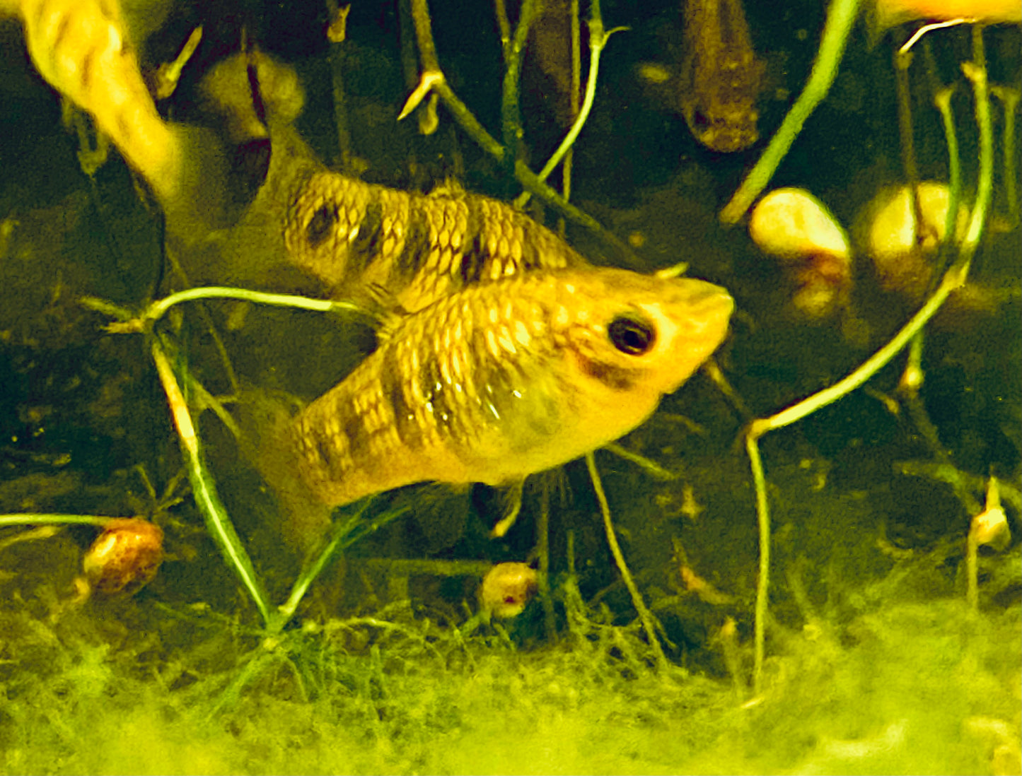 (Critically Endangered)  Tiger Limia (Limia islai)