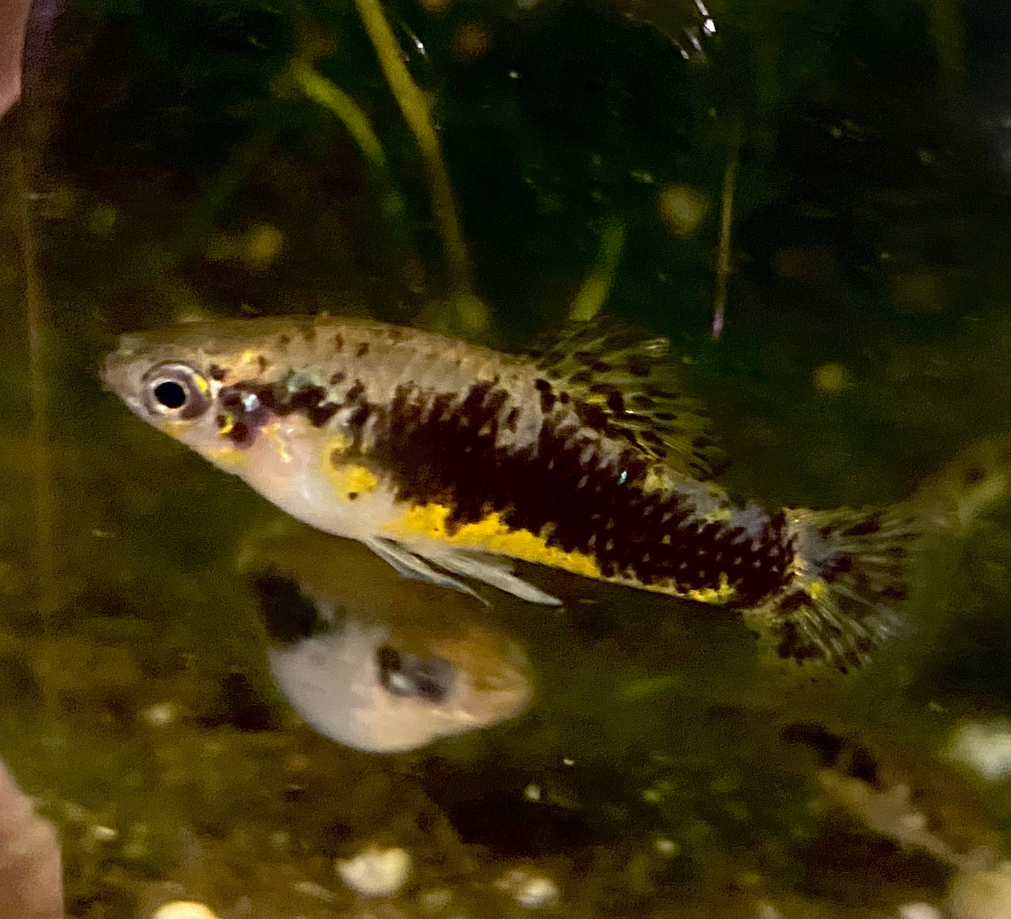 Cuban Banded Limia,  Limia vittata