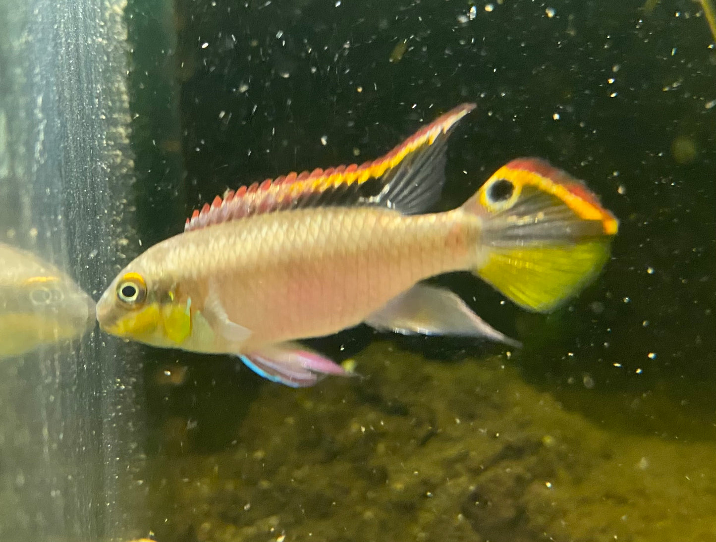 F2 Kribensis,  Pelvicachromis pulcher