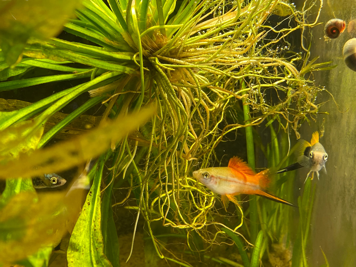 X. Helleri,  Neon Swordtail