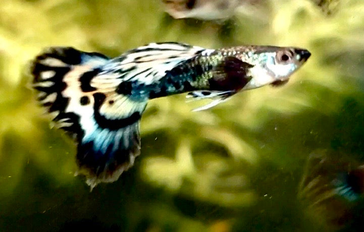 Fancy Dragon Mosaic Guppy