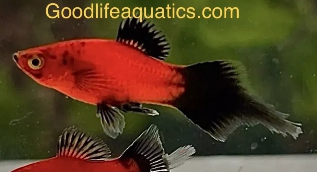 Ultra Rare, Red Wag Pin Tail Platy