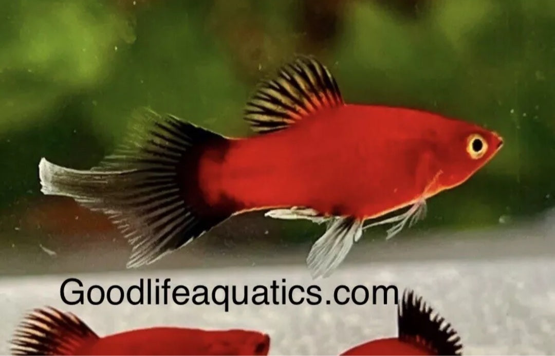 Ultra Rare, Red Wag Pin Tail Platy