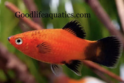 Red Wagtail Platy