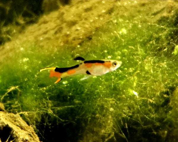 Pure Cumana,  Flametail Endler *EBA Certified*