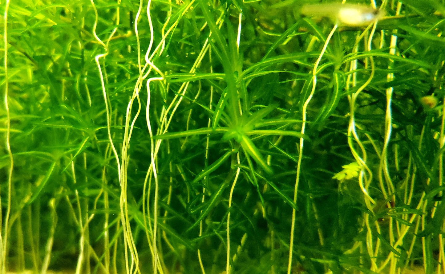 Guppy Grass