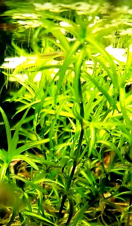 Guppy Grass