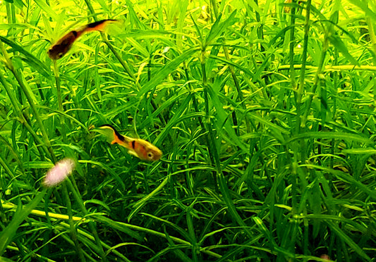 Guppy Grass