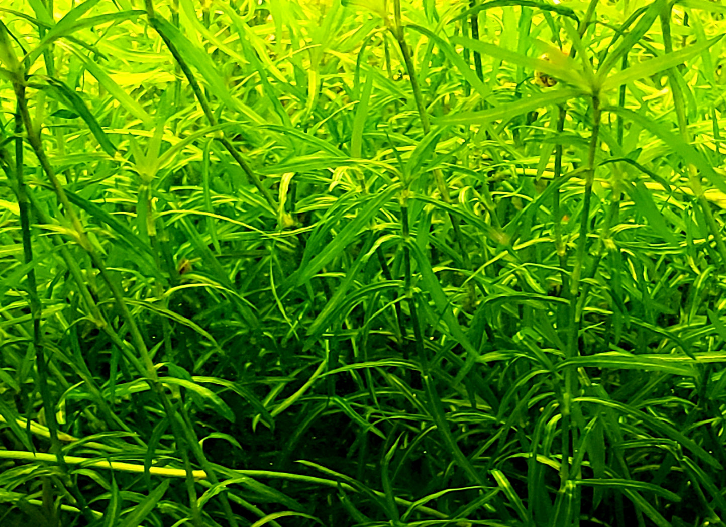 Guppy Grass