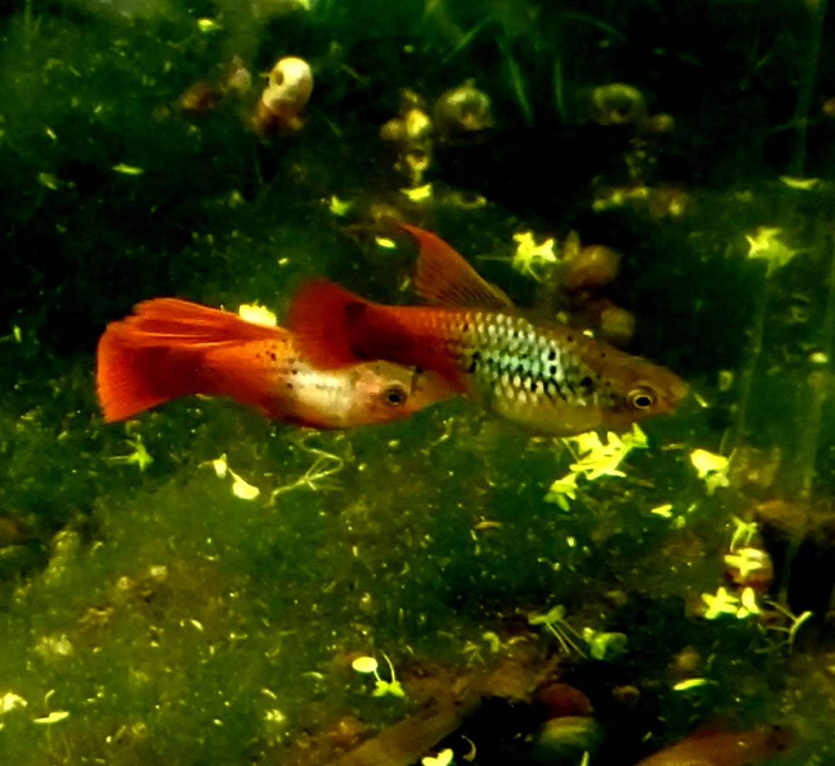 Neon Coral Hi-Fin Platy