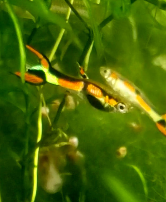 Genuine Campoma Gypsy Endler *EBA Certified*