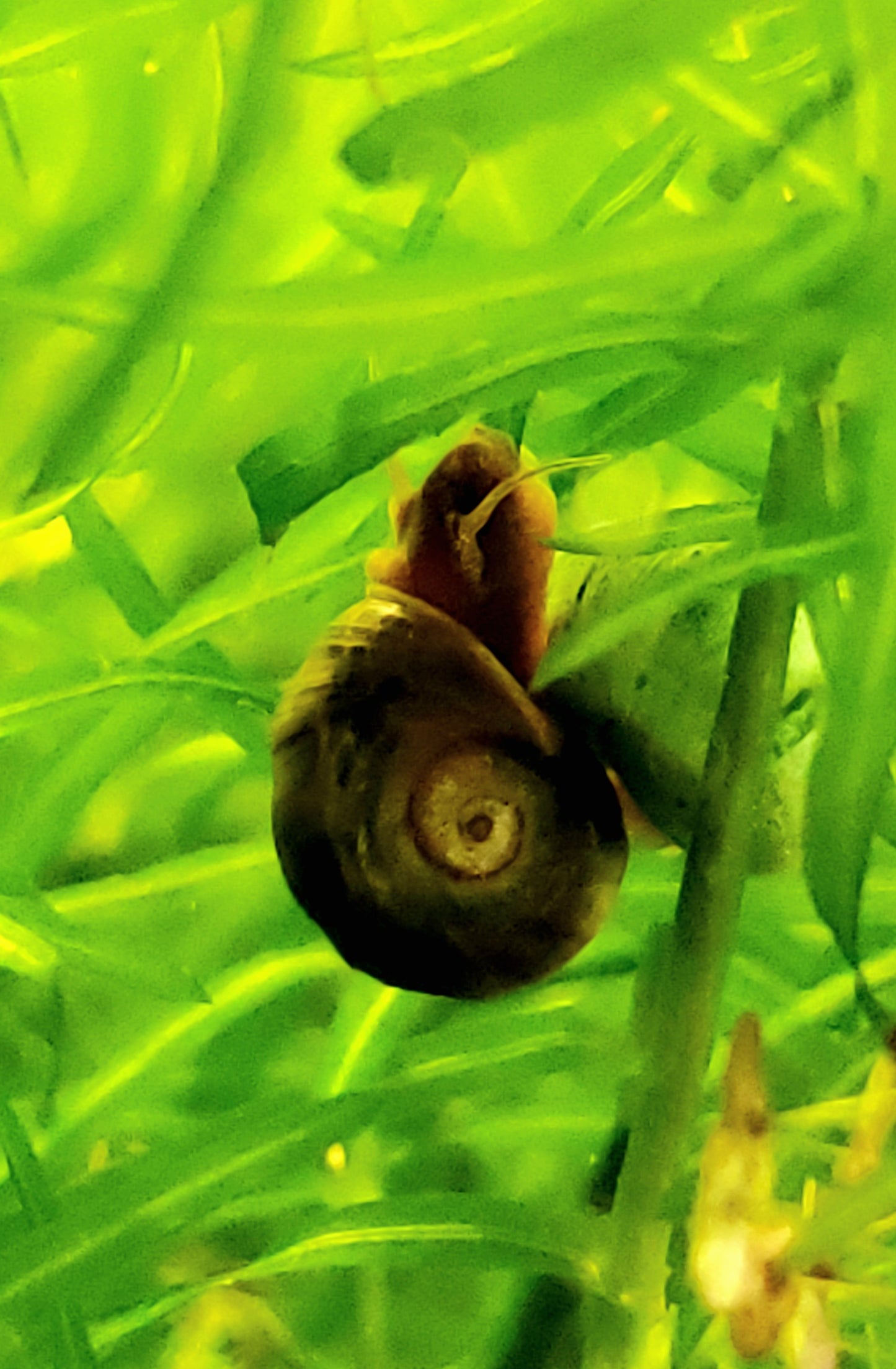 Brown Ramshorn Snails