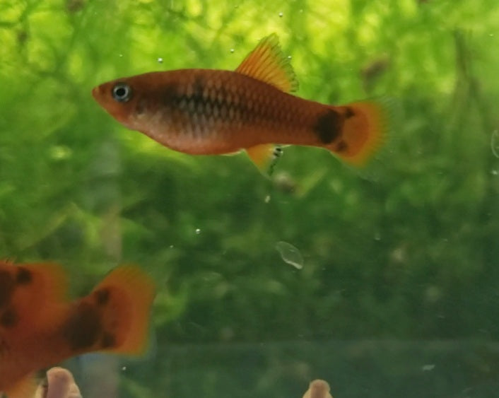 Calico Red Coral Mickey Mouse Platy