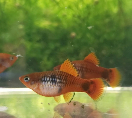 Calico Red Coral Mickey Mouse Platy